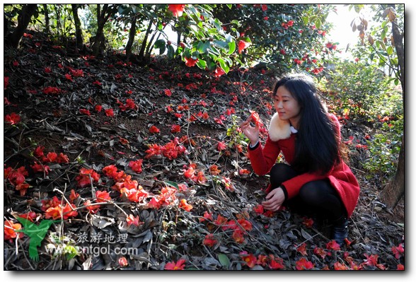 游人在婺源縣江灣鎮(zhèn)海拔1260余米的大瀲村紅花山油茶基地觀賞和拍攝盛開的山茶花。