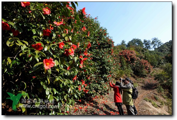 游人在婺源縣江灣鎮(zhèn)海拔1260余米的大瀲村紅花山油茶基地觀賞和拍攝盛開的山茶花。