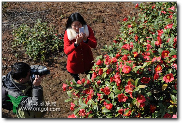 游人在婺源縣江灣鎮(zhèn)海拔1260余米的大瀲村紅花山油茶基地觀賞和拍攝盛開的山茶花。