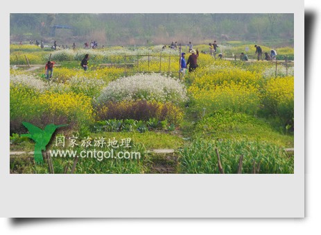 清明節(jié)這天，杭州城西郊的西溪濕地一處市民自種菜地里菜花紛繁，地里不少市民在忙著新一年的蔬菜作物的播栽，構(gòu)成了一幅幅美麗多彩的畫。