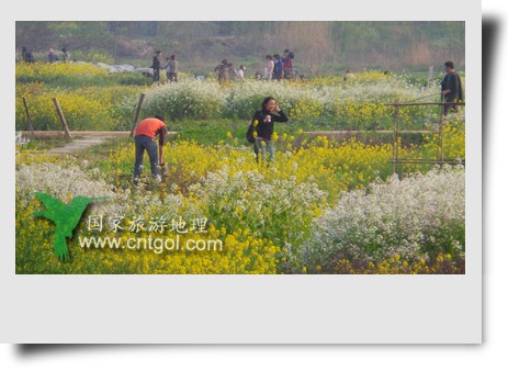 清明節(jié)這天，杭州城西郊的西溪濕地一處市民自種菜地里菜花紛繁，地里不少市民在忙著新一年的蔬菜作物的播栽，構(gòu)成了一幅幅美麗多彩的畫。