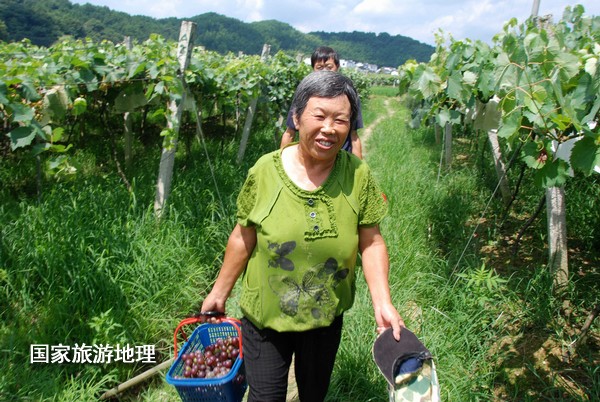 江西婺源：葡萄熟了為夏日旅游添景（圖）